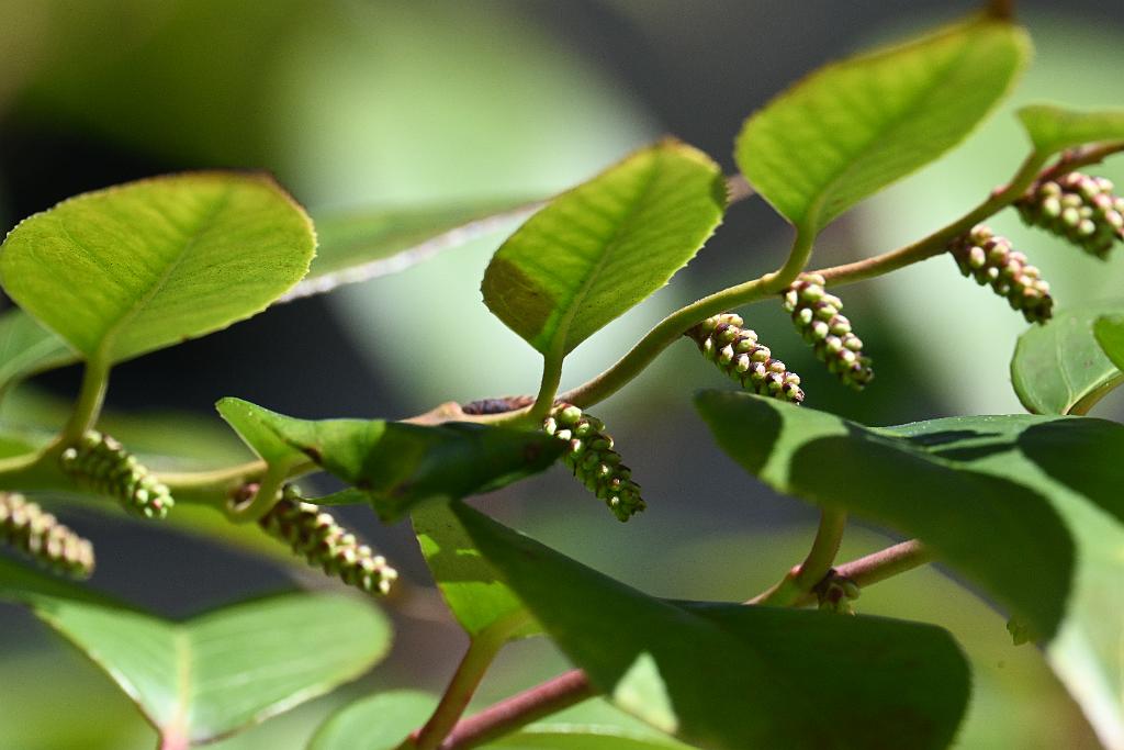 2025-04286709 Mount Auburn Cemetery, MA.JPG - 1 Mount Auburn Cemetery, MA, 4-28-2025